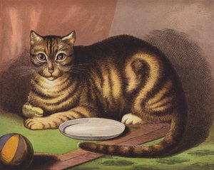 The Cat